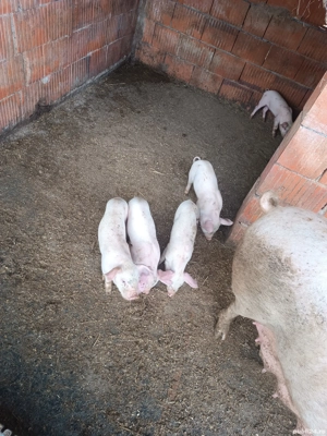vand scrofa cu purcei - imagine 2 vand scrofa cu purcei - imagine 2