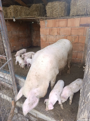 vand scrofa cu purcei - imagine 5 vand scrofa cu purcei - imagine 5