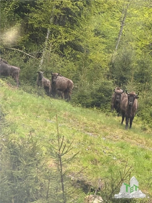 SUPER OPORTUNITATE, DE VANZARE O PROPRIETATE SPECIALA, MUNTELE VARFUL GROAPELE , 101 HA TEREN, PADUR - imagine 9