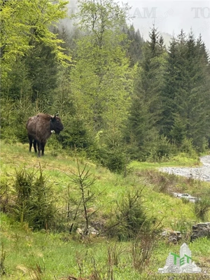 SUPER OPORTUNITATE, DE VANZARE O PROPRIETATE SPECIALA, MUNTELE VARFUL GROAPELE , 101 HA TEREN, PADUR - imagine 11