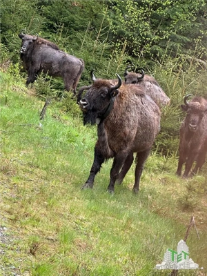 SUPER OPORTUNITATE, DE VANZARE O PROPRIETATE SPECIALA, MUNTELE VARFUL GROAPELE , 101 HA TEREN, PADUR - imagine 8