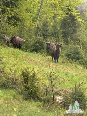 SUPER OPORTUNITATE, DE VANZARE O PROPRIETATE SPECIALA, MUNTELE VARFUL GROAPELE , 101 HA TEREN, PADUR - imagine 10