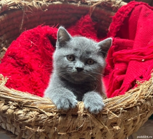 Vând pisicuțe british short hair