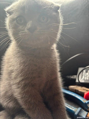 Vând pisicuțe british short hair - imagine 4