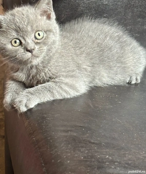 Vând pisicuțe british short hair - imagine 2