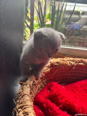 Vând pisicuțe british short hair - imagine 3