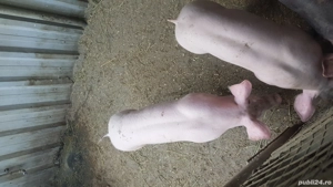 Vând purcei - imagine 3 Vând purcei - imagine 3