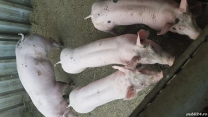 Vând purcei - imagine 2 Vând purcei - imagine 2