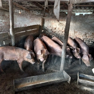 Vând 9 porci duroc - imagine 4 Vând 9 porci duroc - imagine 4