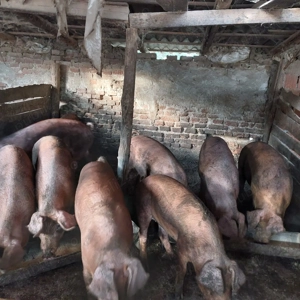 Vând 9 porci duroc - imagine 3 Vând 9 porci duroc - imagine 3