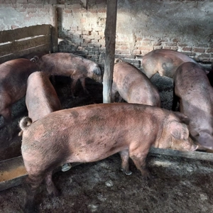 Vând 9 porci duroc - imagine 5 Vând 9 porci duroc - imagine 5