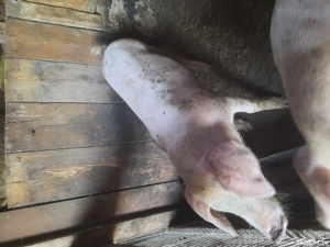 porci de vânzare! - imagine 2