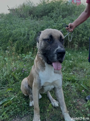 Câine mascul   combinație Asia Centrală x Kangal, puternic și protector - imagine 2