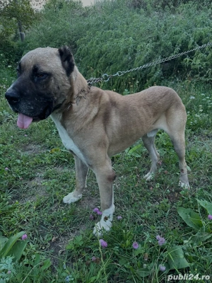 Câine mascul   combinație Asia Centrală x Kangal, puternic și protector - imagine 4