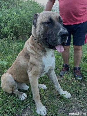 Câine mascul   combinație Asia Centrală x Kangal, puternic și protector - imagine 3