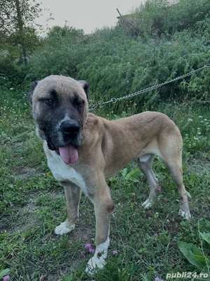 Câine mascul   combinație Asia Centrală x Kangal, puternic și protector