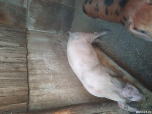 porci de vânzare! - imagine 5