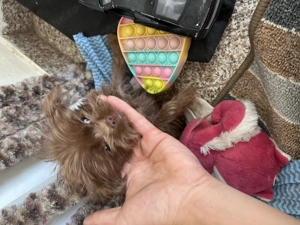 Cățeluș toy maro ciocolată   talie mică, foarte jucăuș