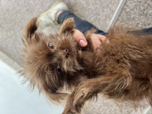 Cățeluș toy maro ciocolată   talie mică, foarte jucăuș - imagine 3