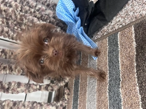 Cățeluș toy maro ciocolată   talie mică, foarte jucăuș - imagine 2