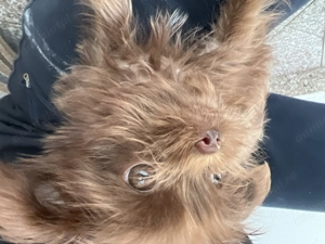 Cățeluș toy maro ciocolată   talie mică, foarte jucăuș - imagine 4