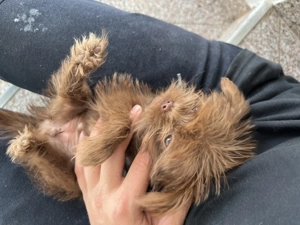 Cățeluș toy maro ciocolată   talie mică, foarte jucăuș - imagine 5