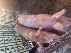 Porci de marime medie - imagine 3