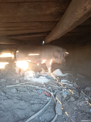 Purcea de vânzare  - imagine 3