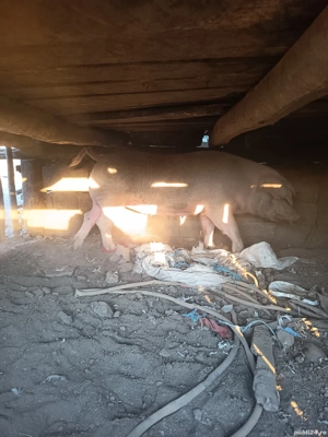 Purcea de vânzare  - imagine 2