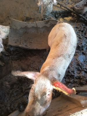 Purcele de vânzare  - imagine 4