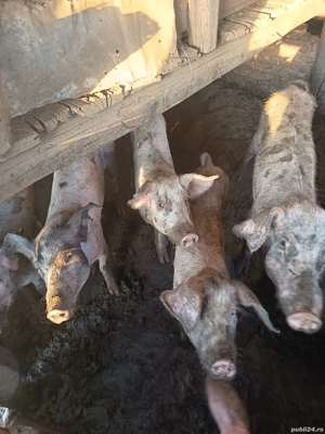 Purcele de vânzare  - imagine 3
