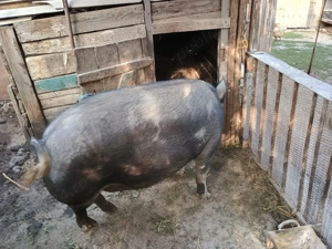 Vand purcea de carne