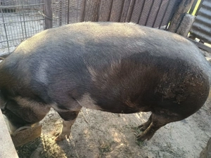 Vand purcea de carne - imagine 4