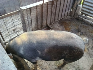 Vand purcea de carne - imagine 2