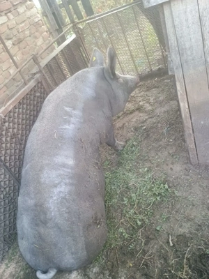 Vand purcea de carne - imagine 3