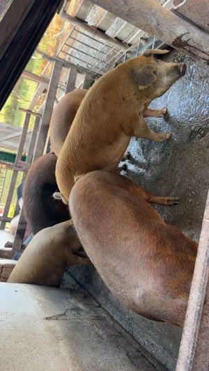 Vand Porci de carne - imagine 2