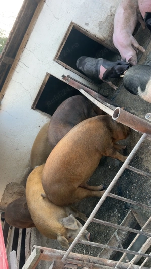 Vand Porci de carne - imagine 3