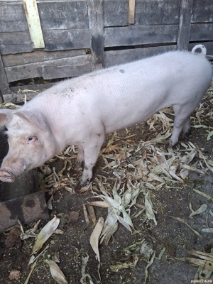 vand scrofita  - imagine 2