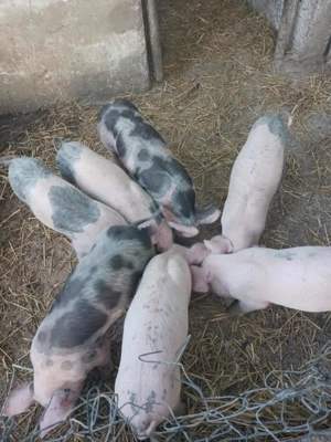 Vând purcei - imagine 3