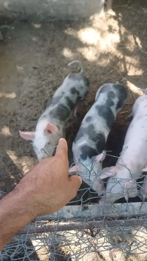 Vând purcei - imagine 2