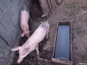 de vanzare  doua  grasune