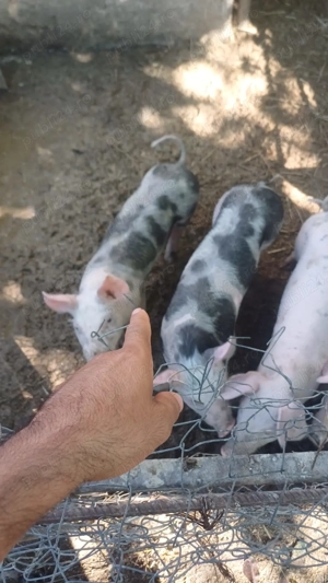 Vând purcei - imagine 6