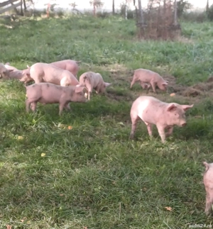 purcei de carne  - imagine 2