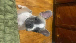 Vând buldog francez 