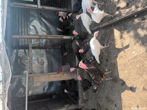 curci  si curcani de vanzare