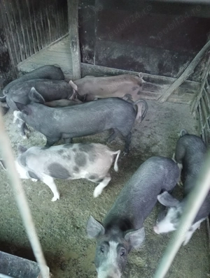 Vând purcei rasa de carne  - imagine 3