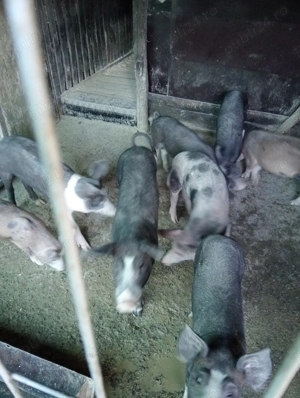 Vând purcei rasa de carne  - imagine 2