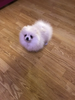 Pui Pomeranian  BOO-CANISA - imagine 5