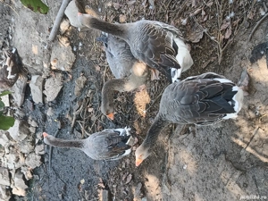 Vând gâște  gâscan 