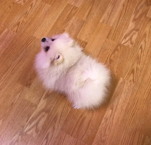 Pui Pomeranian  BOO-CANISA - imagine 6